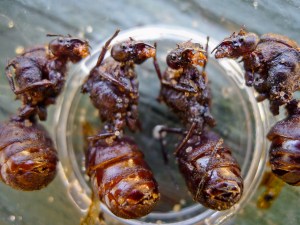 edible-insects-fried-ants